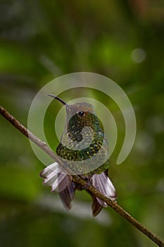 Coppery-headed emerald, Microchera cupreiceps) small hummingbird Endemic in Costa Rica.