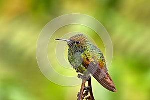 Coppery-headed emerald, Microchera cupreiceps, small hummingbird Endemic in Costa Rica. Tinny bird in the nature forestr habitat.