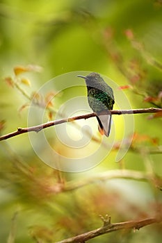 Coppery-headed Emerald sitting on branch, bird from mountain tropical forest, Costa Rica, bird perching on branch, tiny beautiful