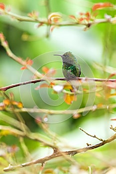 Coppery-headed Emerald sitting on branch, bird from mountain tropical forest, Costa Rica, bird perching on branch, tiny beautiful