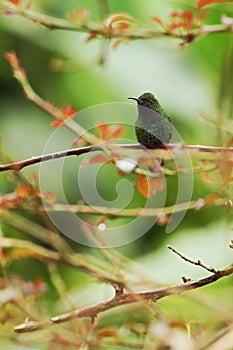 Coppery-headed Emerald sitting on branch, bird from mountain tropical forest, Costa Rica, bird perching on branch