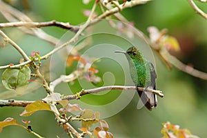 Coppery-headed Emerald sitting on branch, bird from mountain tropical forest, Costa Rica, bird perching on branch