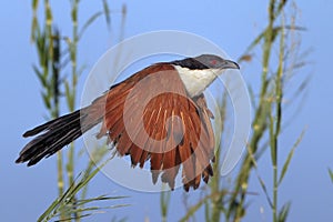 Coppery-tailed Coucal