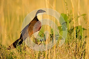 Coppery-tailed coucal, Centropus cupreicaudus, species of cuckoo in the family Cuculidae, sitting in the grass in wild nature. Big