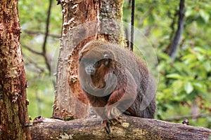 The coppery titi monkey, Plecturocebus cupreus