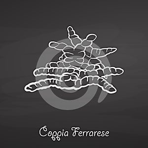 Coppia Ferrarese food sketch on chalkboard photo