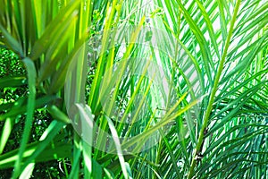 Coppice of Palm Trees with Long Dangling Spiky Leaves Forming a Natural Pattern. Exotic Tropical Plants. Bright Sunlight Highlight photo