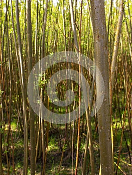 Coppice plantation in colour - stock photo photo