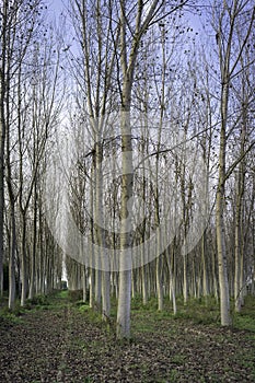 Coppice of poplars in the early fall. Color Image