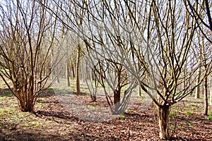Coppice trees