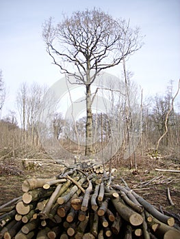 Coppice woodland with logs photo