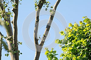 Coppiced or pollarded tree growing fresh branches