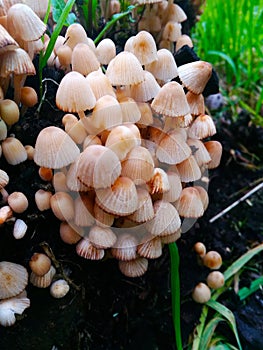 Coprinellus disseminatus commonly known as trooping crumble cap, fairy inkcup. A lot of tiny mushrooms on a tree stump photo