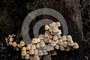 Coprinellus disseminatus. Fairy inkcap. Trooping crumble cap mushrooms on tree trunck in nature