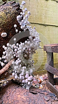 Coprinellus disseminatus fungus