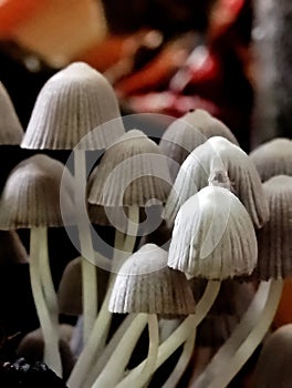 The Coprinellus disseminatus mushroom is also known as Fairy Inkcap, Fairies Bonnets, or Trooping Inkcaps photo