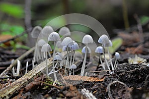 Coprinellus disseminatus mushrooms