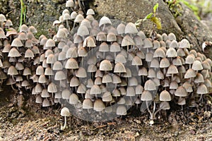 Coprinellus disseminatus mushrooms