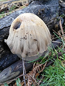 Coprinellus domesticus mushroom