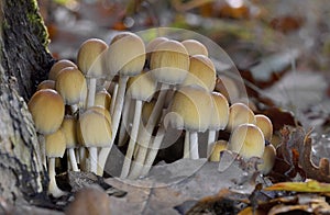 Coprinellus micaceu.The fruit bodies of the grow in clusters on or near rotting hardwood tree stumps or underground tree roots