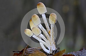 Coprinellus micaceu.The fruit bodies of the grow in clusters on or near rotting hardwood tree stumps or underground tree roots