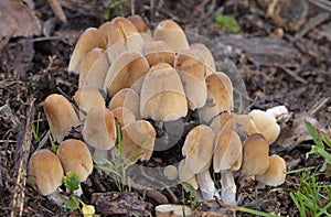 Coprinellus micaceu.The fruit bodies of the grow in clusters on or near rotting hardwood tree stumps or underground tree roots