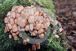 Coprinellus micaceus