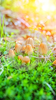 Coprinellus micaceus