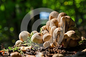 Coprinellus micaceus. Group of mushrooms or toadstools on woods in nature