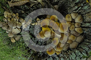 Coprinellus micaceus. Group of mushrooms or toadstools on woods in nature