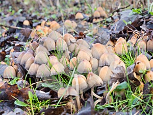 Coprinellus micaceus mushroom