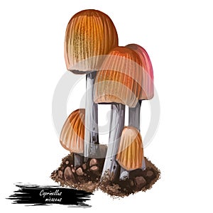 Coprinellus micaceuss fungus Psathyrellaceae with cosmopolitan distribution, grows in large clusters on wood. Digital art