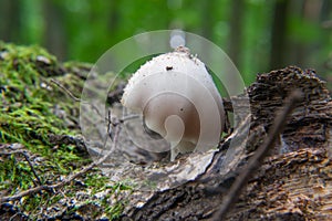Coprinopsis atramentaria, commonly known as the common ink cap, tippler\'s bane, or inky cap
