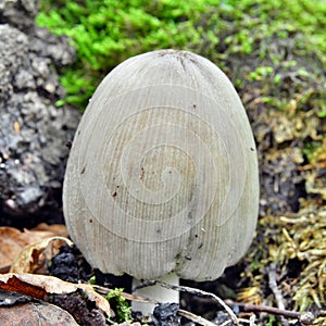 Coprinopsis atramentaria mushroom