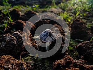 Coprinopsis is a genus of mushrooms in the family Psathyrellaceae. Coprinopsis was split out of the genus Coprinus based on