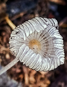 Coprinopsis lagopus