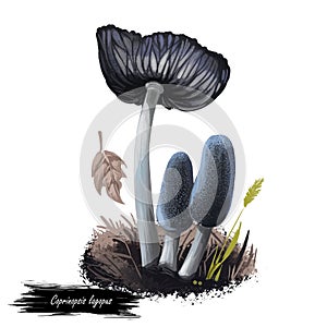 Coprinopsis lagopus or harefoot mushroom closeup digital art illustration. It grows in groups. Boletus has greyish blue cap.