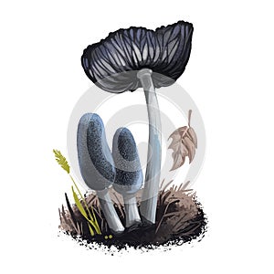 Coprinopsis lagopus or harefoot mushroom closeup digital art illustration. It grows in groups. Boletus has greyish blue cap.