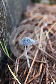 A Coprinopsis lagopus mushroom shaped like a gray umbrella, on a straw background