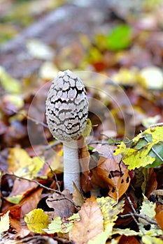 Coprinopsis picacea is a species of fungus in the Psathyrellaceae.
