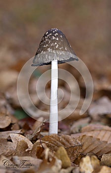 Coprinopsis picacea is a species of fungus in the Psathyrellaceae. It is commonly called magpie fungus