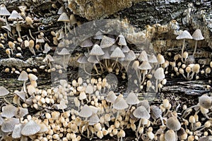 Coprinopsis variegata,scaly ink cap