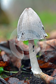 Coprinus alopecia mushroom