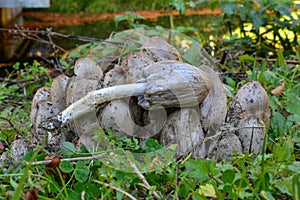 Coprinus atramentarius or Common Inkcap