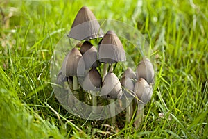 Coprinus atramentarius