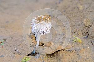 Coprinus comatus