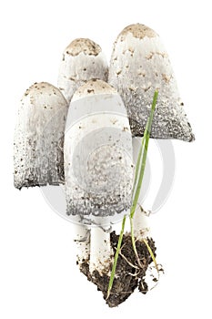 Coprinus comatus