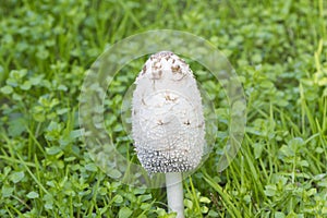 Coprinus comatus