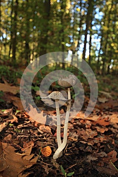 Coprinus comatus