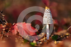 Coprinus Comatus